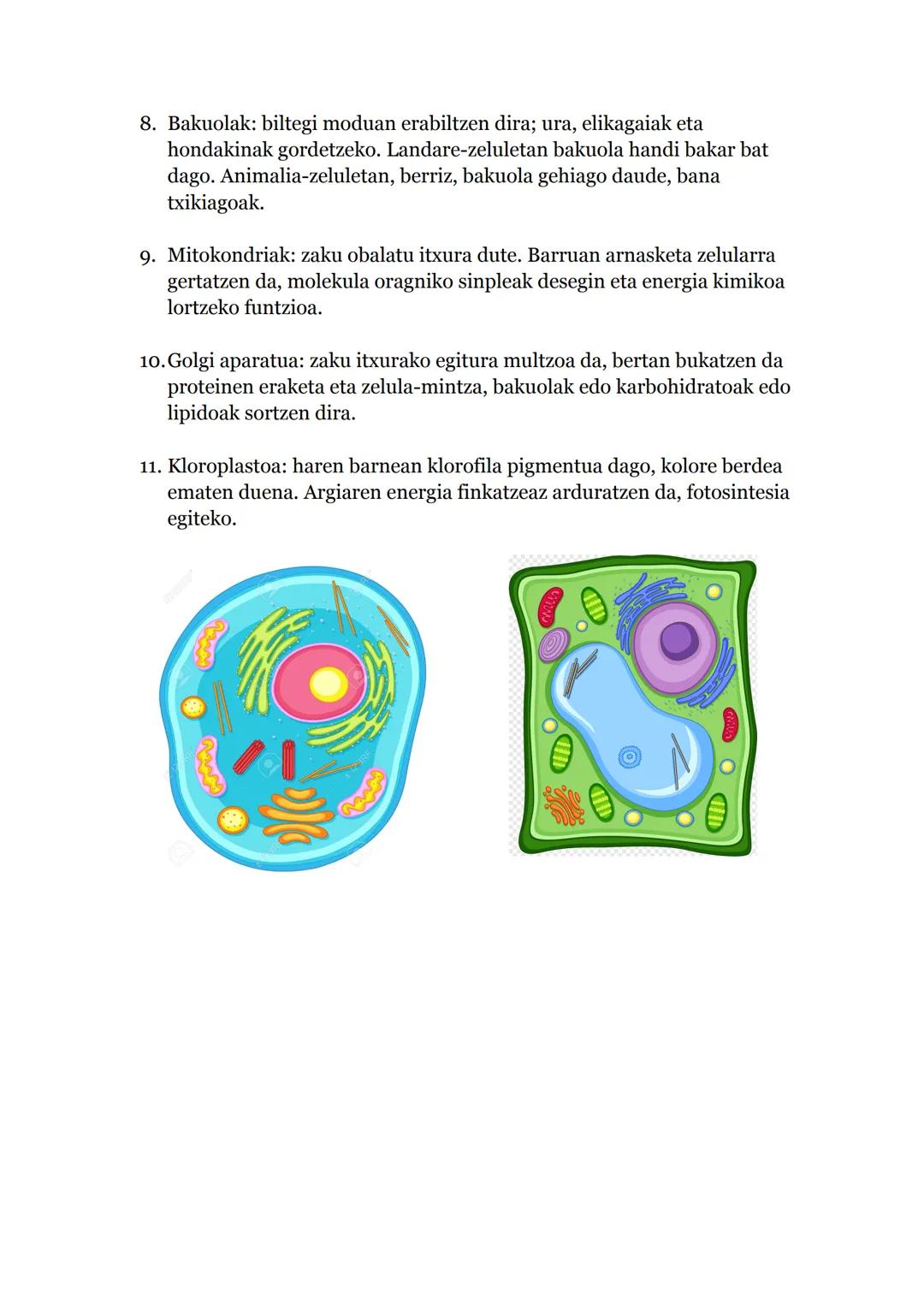 Teoria Zelularra
Oinarriak:
1. Izaki bizidun guztiak zelulaz osatuta gaude.
2. Zelulek 3 bizi funtzioak betetzen dituzte:
a. Nutrizioa: ener