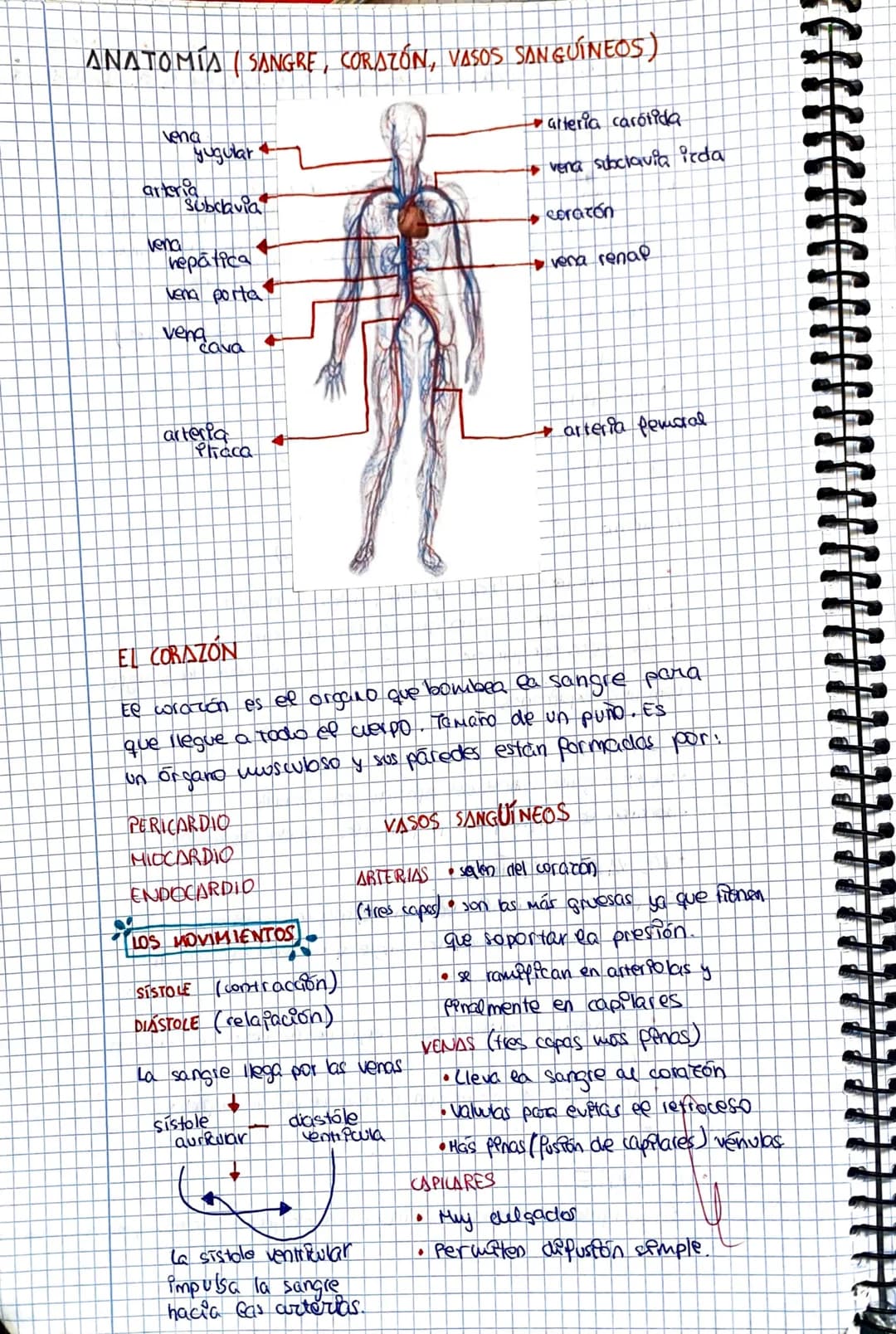esquemas ap. circulatorio
FUNCIONES
El aparato arculatorio distribuye por nuestro cuerpo eos nutrientes
y el oxígeno que necesita gracias a 