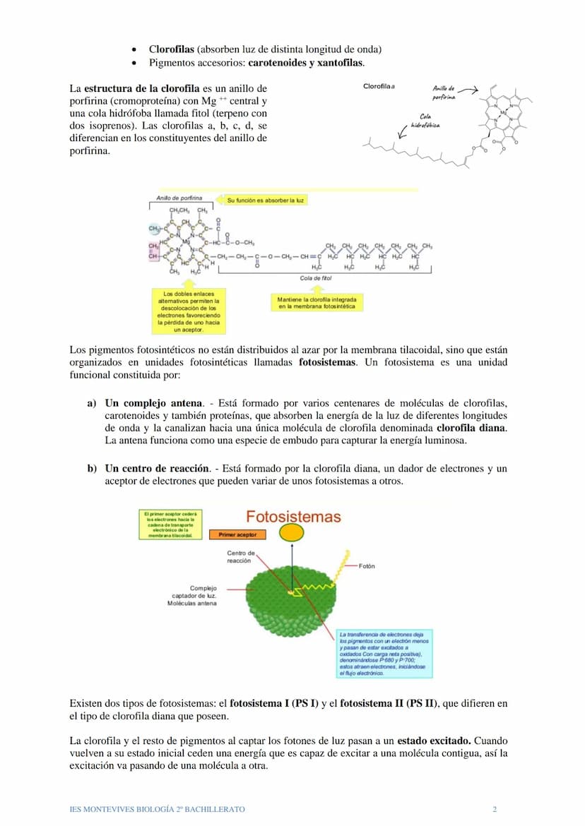 TEMA 12 EL ANABOLISMO
El anabolismo es la fase del metabolismo en la que a partir de unos pocos precursores
sencillos y relativamente oxidad