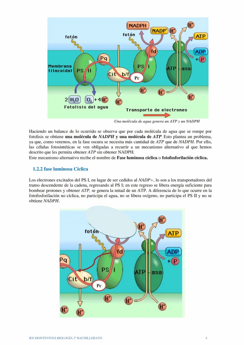 TEMA 12 EL ANABOLISMO
El anabolismo es la fase del metabolismo en la que a partir de unos pocos precursores
sencillos y relativamente oxidad