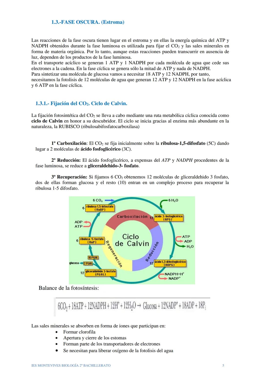 TEMA 12 EL ANABOLISMO
El anabolismo es la fase del metabolismo en la que a partir de unos pocos precursores
sencillos y relativamente oxidad
