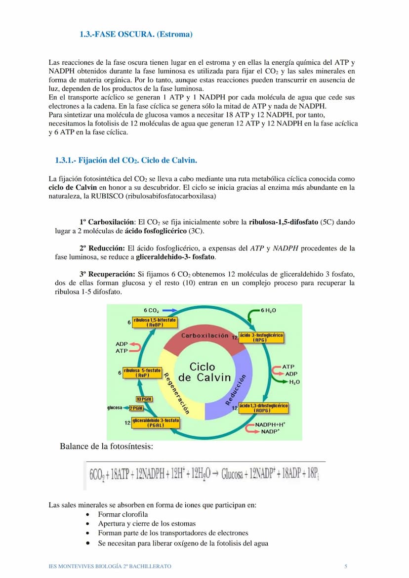 TEMA 12 EL ANABOLISMO
El anabolismo es la fase del metabolismo en la que a partir de unos pocos precursores
sencillos y relativamente oxidad