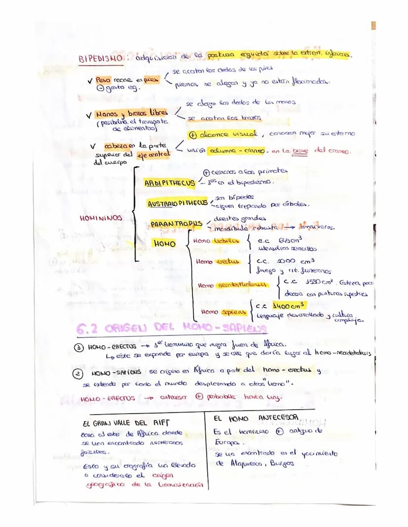 
<p>Un ser vivo debe llevar a cabo las 3 funciones vitales: nutrición, relación y reproducción. Los organismos están compuestos por células,