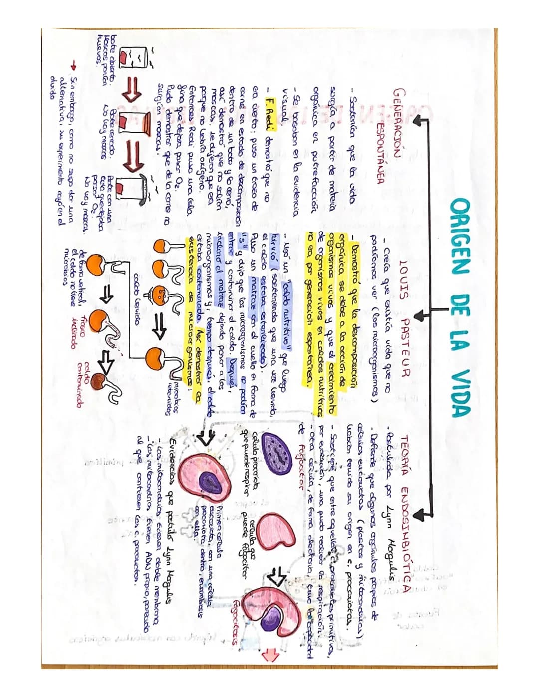 
<p>Un ser vivo debe llevar a cabo las 3 funciones vitales: nutrición, relación y reproducción. Los organismos están compuestos por células,