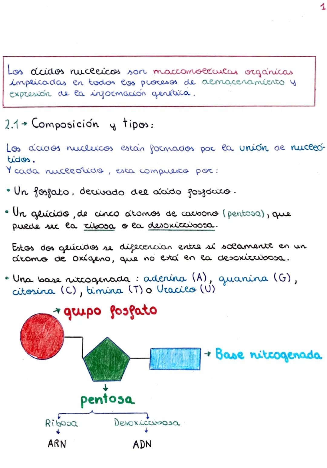 Ácidos Nucleicos: Tipos, Estructura y Función del ADN y ARN para Niños