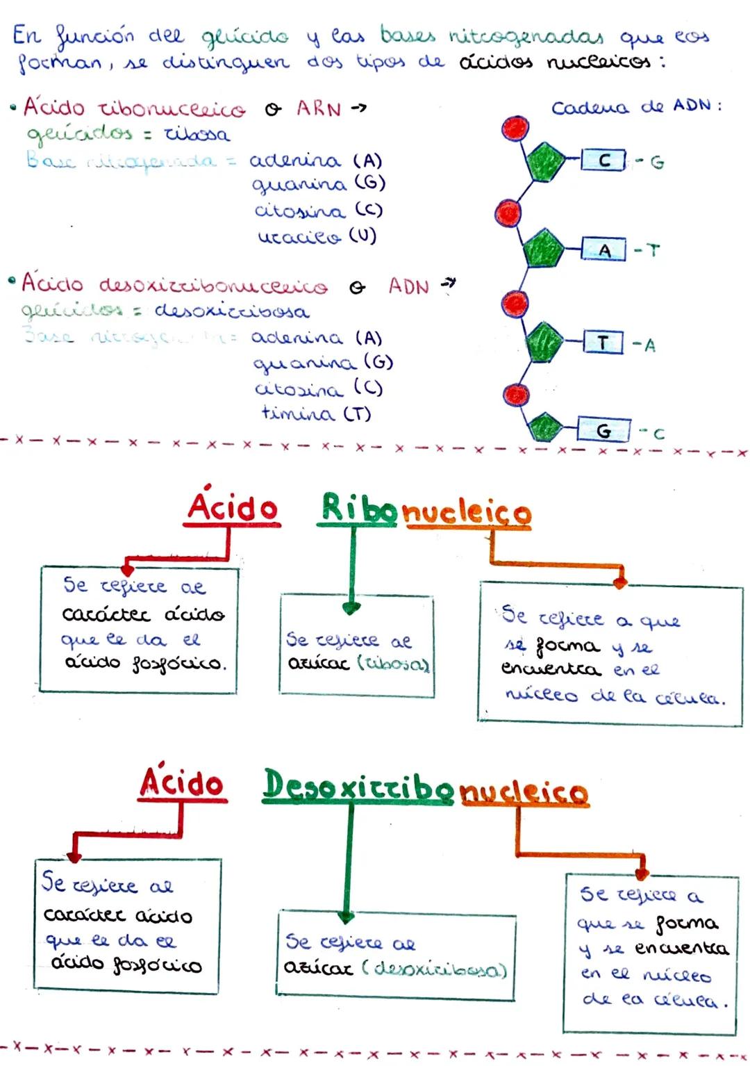 Los ácidos nucleicos son maccomoléculas orgánicas
implicadas en todos los procesos de almacenamiento
expresión de la información genética.
2