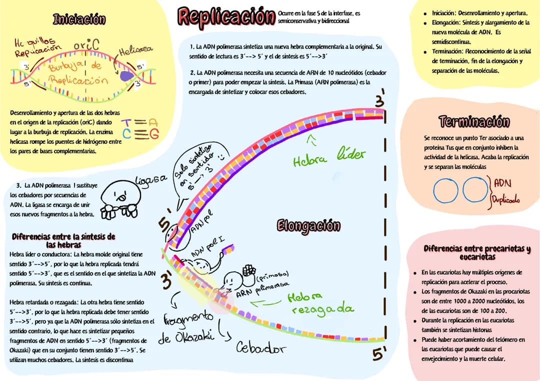 Replicación, transcripción y traducción