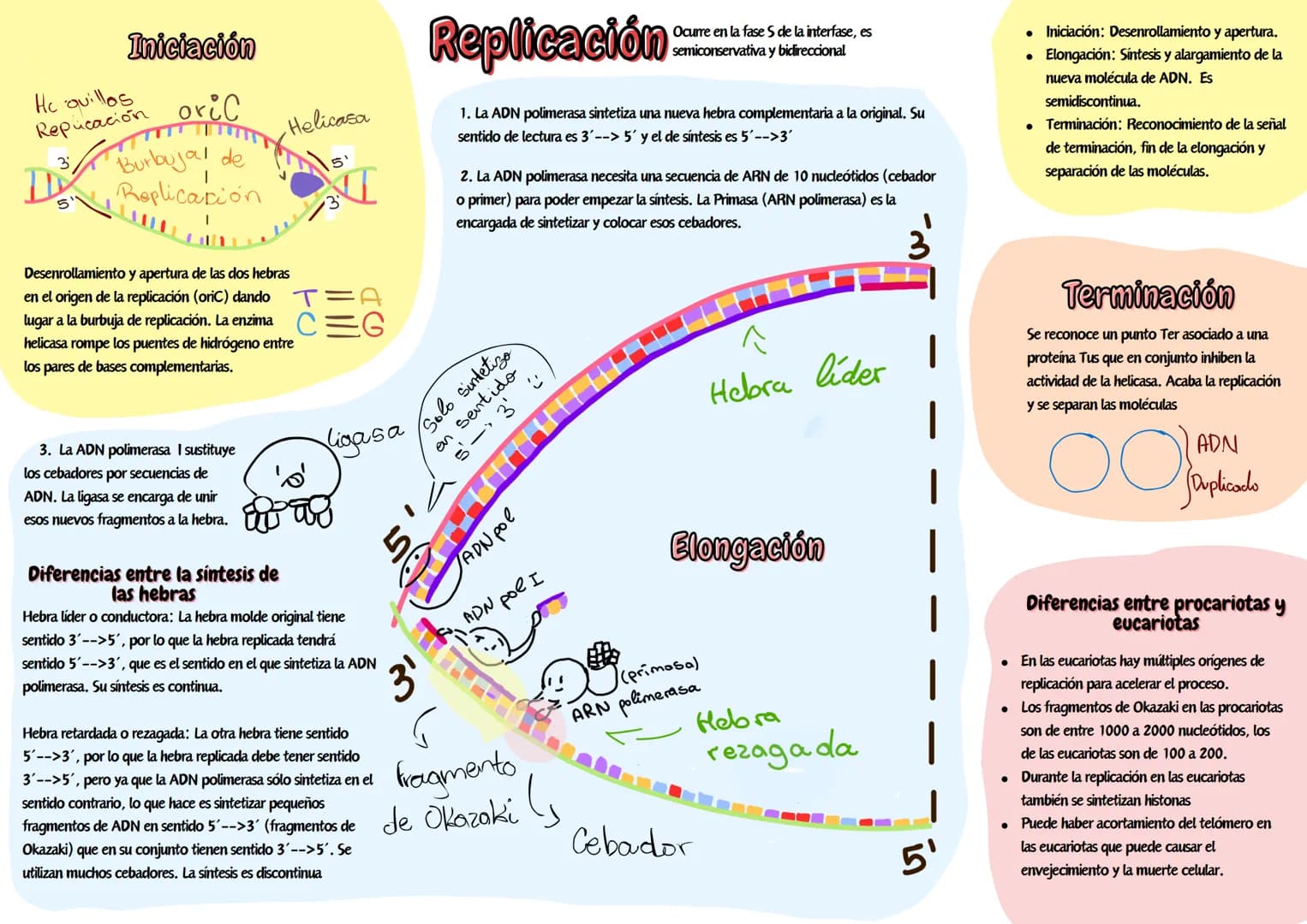 Iniciación
He quillos
Repucación oric
Burbujal de
Replicación
Desenrollamiento y apertura de las dos hebras
en el origen de la replicación (