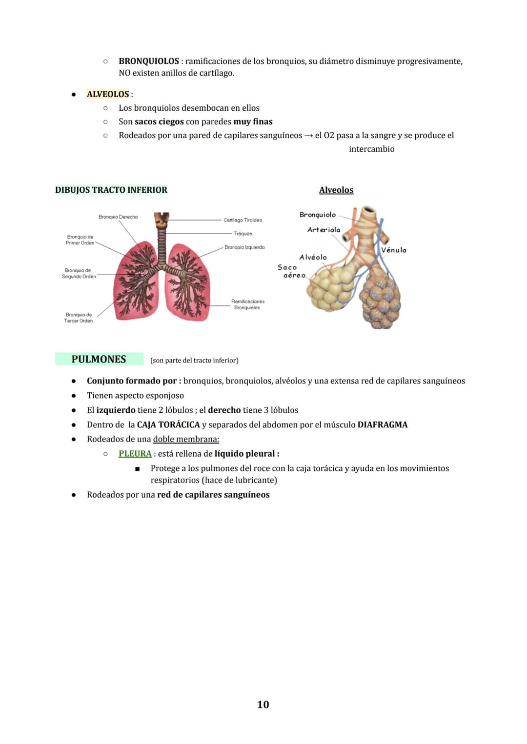 TEMA 3
NUTRICIÓN EN ANIMALES : DIGESTIÓN Y RESPIRACIÓN
1. LOS PROCESOS DIGESTIVOS
NUTRICIÓN HETEROTROFA: conjunto de procesos relacionados c