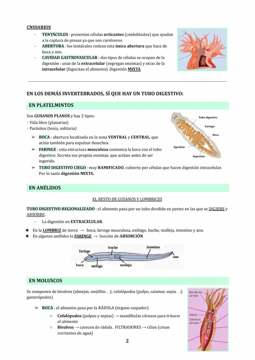 TEMA 3
NUTRICIÓN EN ANIMALES : DIGESTIÓN Y RESPIRACIÓN
1. LOS PROCESOS DIGESTIVOS
NUTRICIÓN HETEROTROFA: conjunto de procesos relacionados c