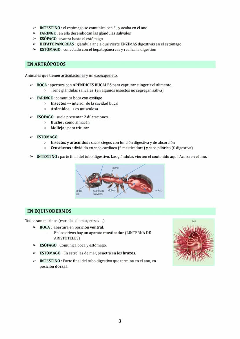 TEMA 3
NUTRICIÓN EN ANIMALES : DIGESTIÓN Y RESPIRACIÓN
1. LOS PROCESOS DIGESTIVOS
NUTRICIÓN HETEROTROFA: conjunto de procesos relacionados c