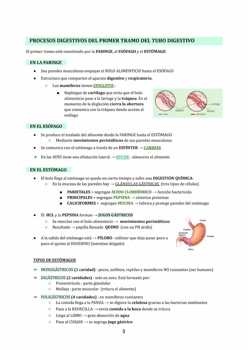 TEMA 3
NUTRICIÓN EN ANIMALES : DIGESTIÓN Y RESPIRACIÓN
1. LOS PROCESOS DIGESTIVOS
NUTRICIÓN HETEROTROFA: conjunto de procesos relacionados c