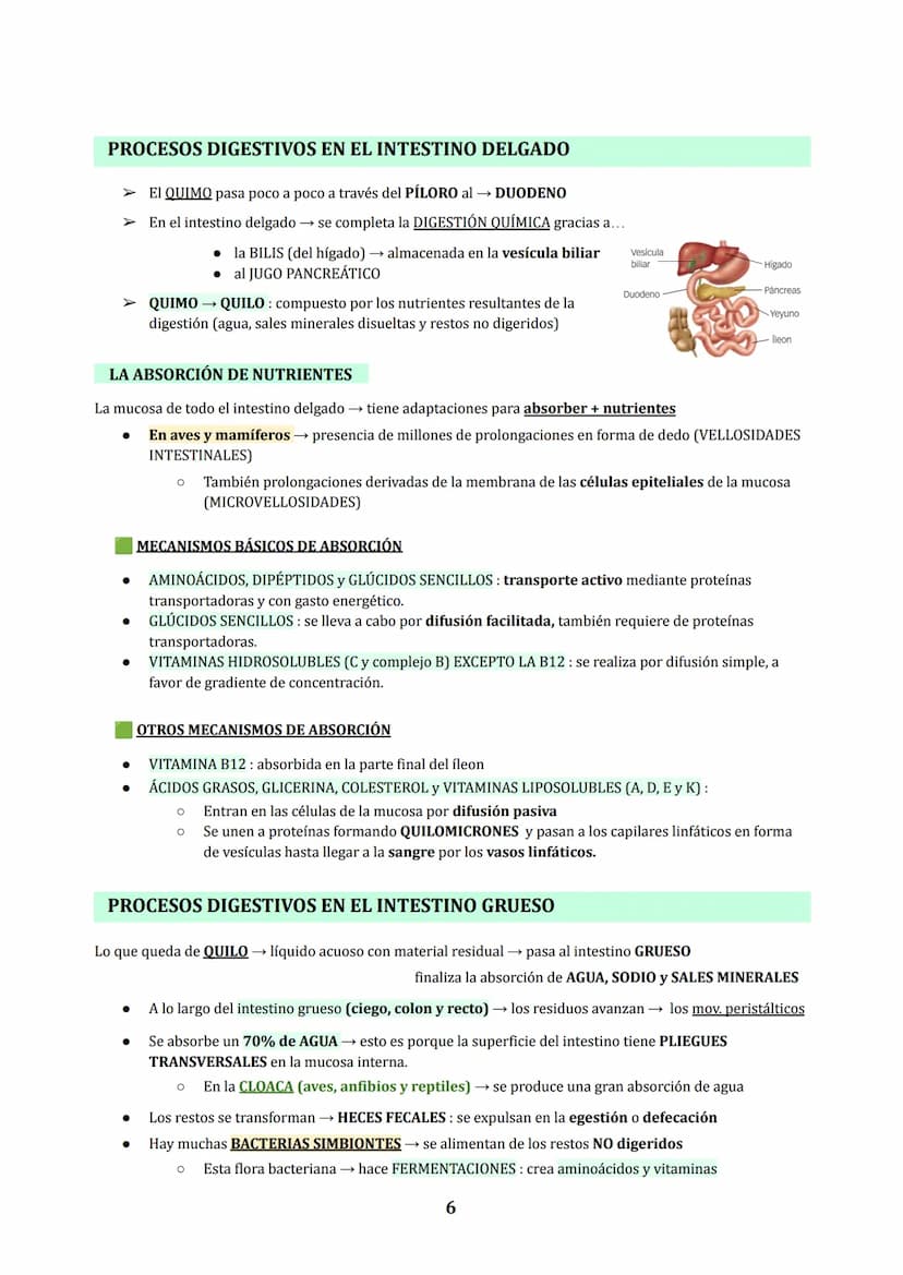 TEMA 3
NUTRICIÓN EN ANIMALES : DIGESTIÓN Y RESPIRACIÓN
1. LOS PROCESOS DIGESTIVOS
NUTRICIÓN HETEROTROFA: conjunto de procesos relacionados c