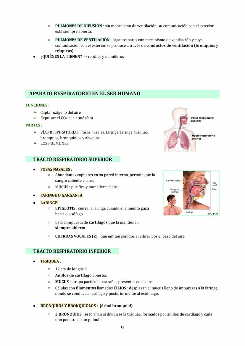 TEMA 3
NUTRICIÓN EN ANIMALES : DIGESTIÓN Y RESPIRACIÓN
1. LOS PROCESOS DIGESTIVOS
NUTRICIÓN HETEROTROFA: conjunto de procesos relacionados c