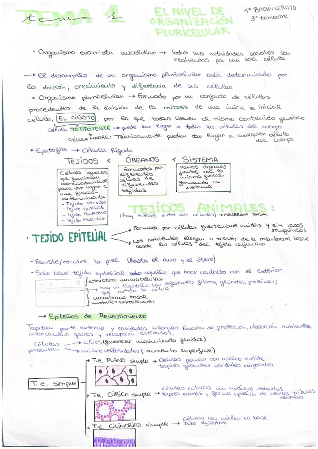 مسte
• Organismo eucariota unicelular → Todos sus actividades sociales sou
realizadas por una sola célula
C
→ El desarrollo
de uu
organismo 