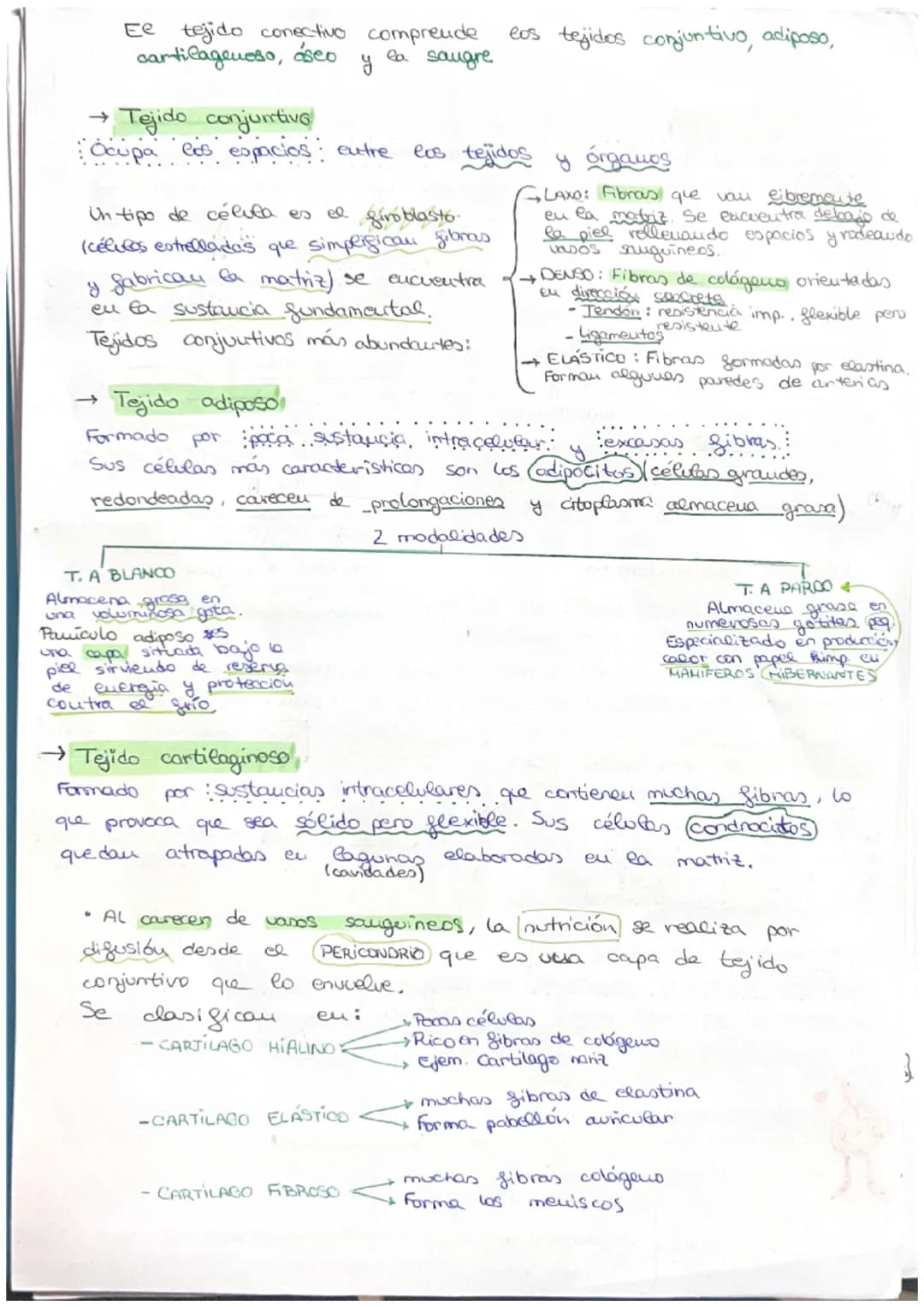 مسte
• Organismo eucariota unicelular → Todos sus actividades sociales sou
realizadas por una sola célula
C
→ El desarrollo
de uu
organismo 