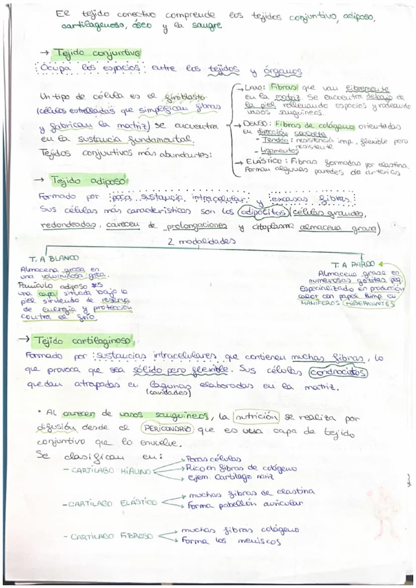 مسte
• Organismo eucariota unicelular → Todos sus actividades sociales sou
realizadas por una sola célula
C
→ El desarrollo
de uu
organismo 