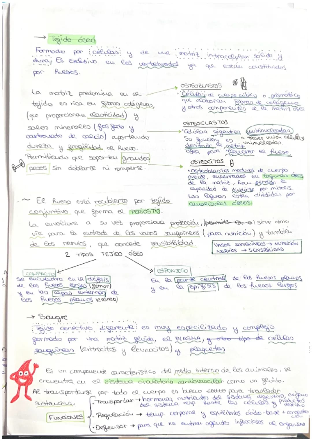 مسte
• Organismo eucariota unicelular → Todos sus actividades sociales sou
realizadas por una sola célula
C
→ El desarrollo
de uu
organismo 