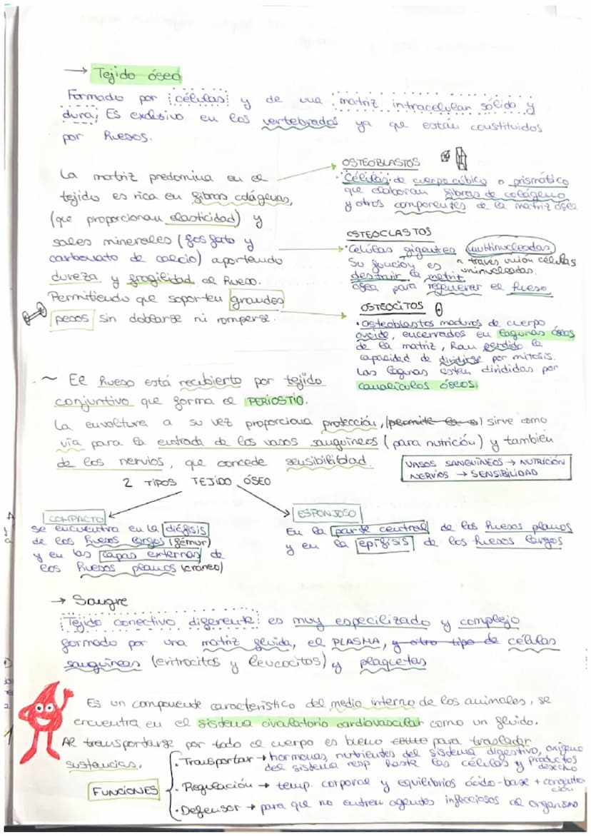 مسte
• Organismo eucariota unicelular → Todos sus actividades sociales sou
realizadas por una sola célula
C
→ El desarrollo
de uu
organismo 