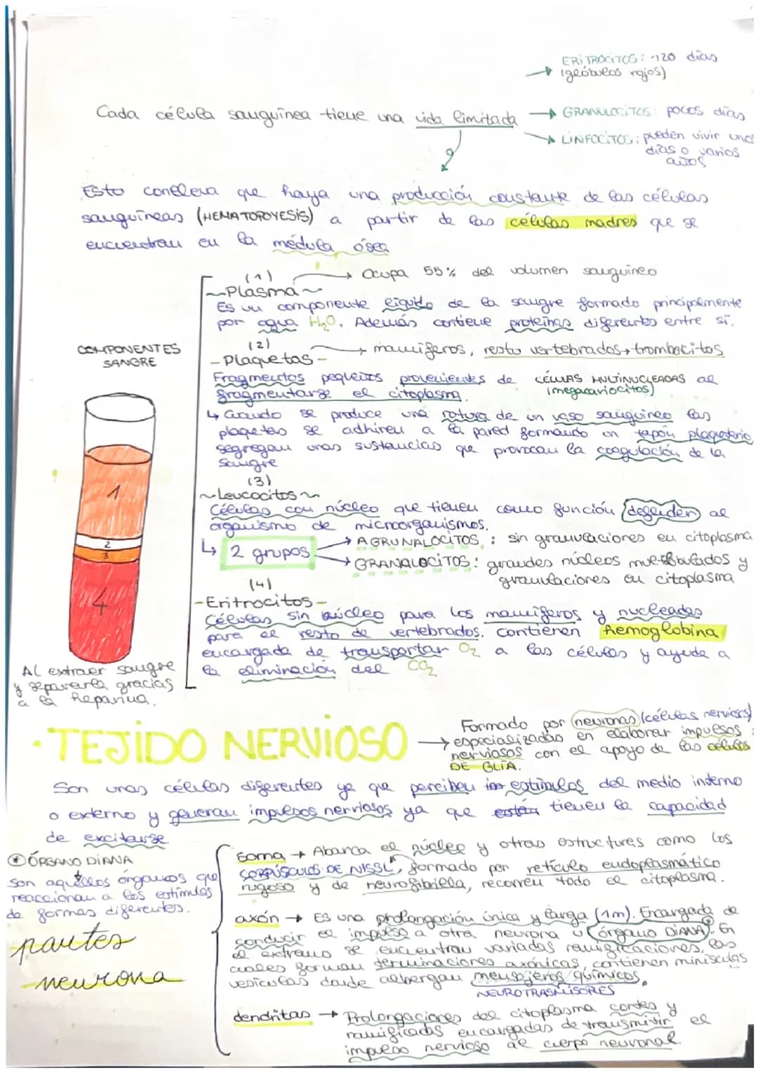 مسte
• Organismo eucariota unicelular → Todos sus actividades sociales sou
realizadas por una sola célula
C
→ El desarrollo
de uu
organismo 