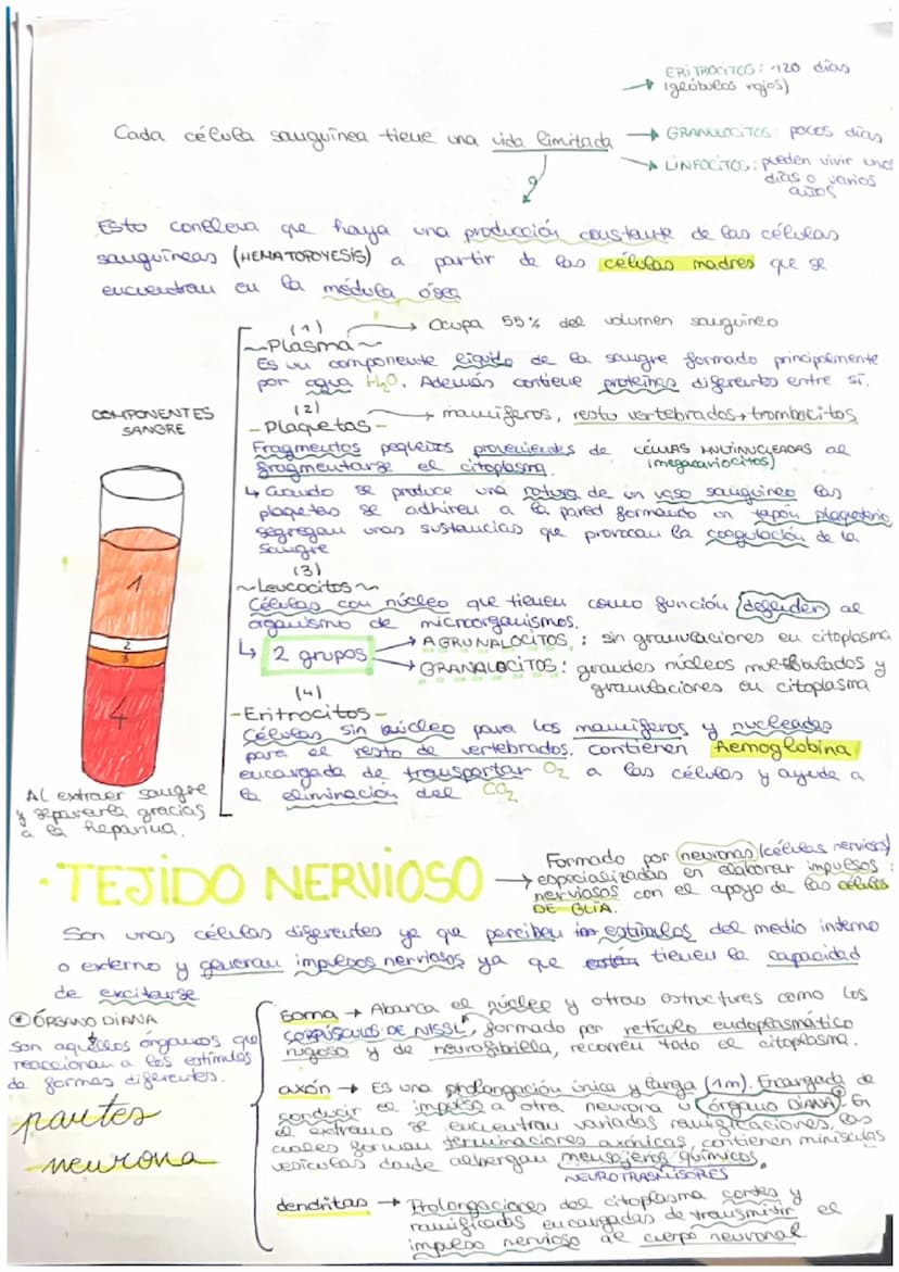 مسte
• Organismo eucariota unicelular → Todos sus actividades sociales sou
realizadas por una sola célula
C
→ El desarrollo
de uu
organismo 