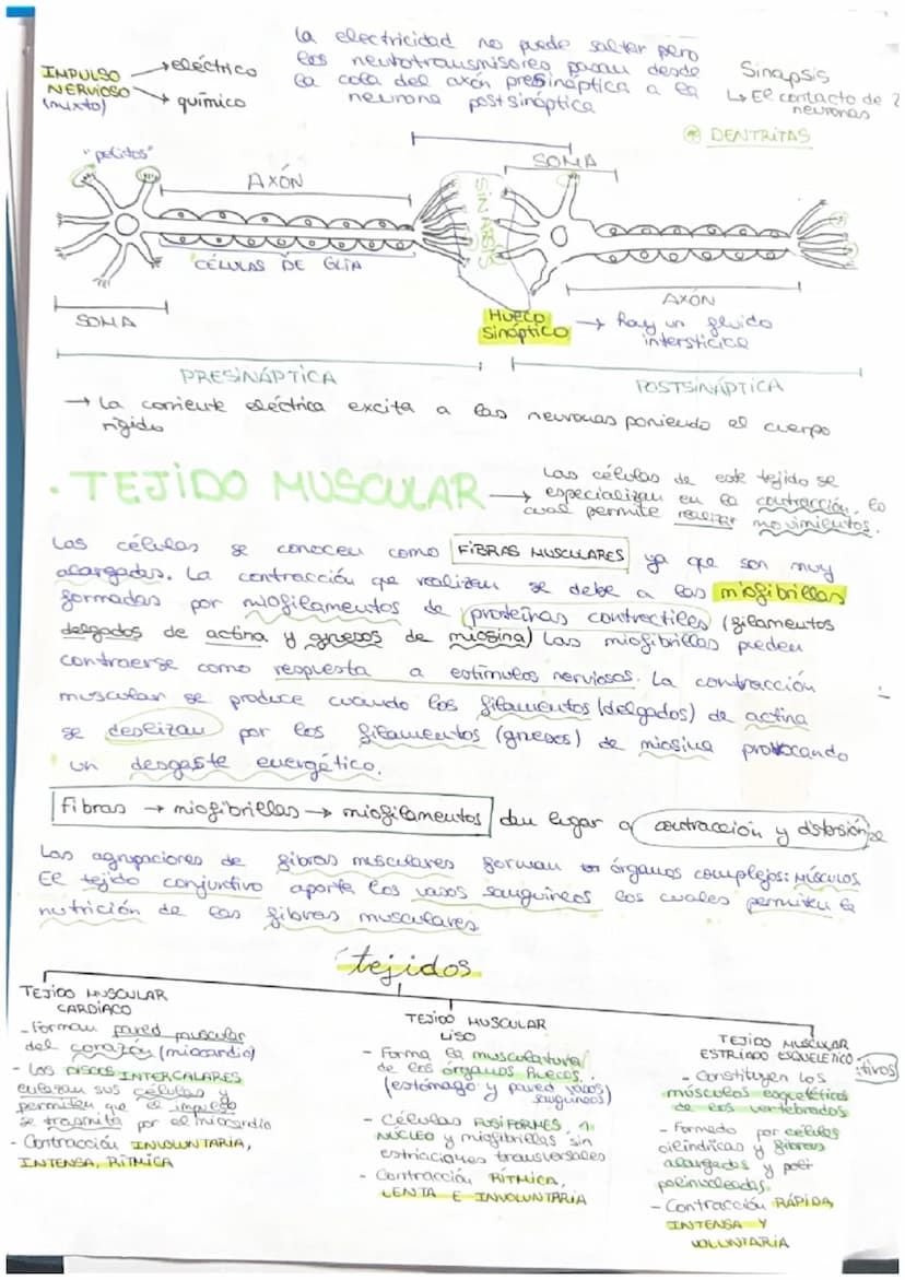 مسte
• Organismo eucariota unicelular → Todos sus actividades sociales sou
realizadas por una sola célula
C
→ El desarrollo
de uu
organismo 