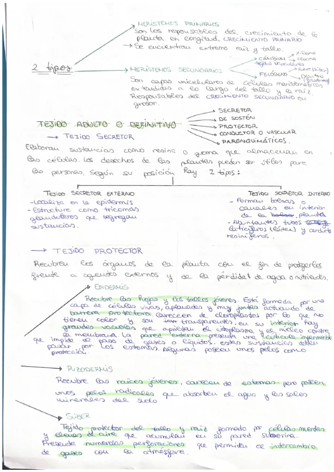مسte
• Organismo eucariota unicelular → Todos sus actividades sociales sou
realizadas por una sola célula
C
→ El desarrollo
de uu
organismo 