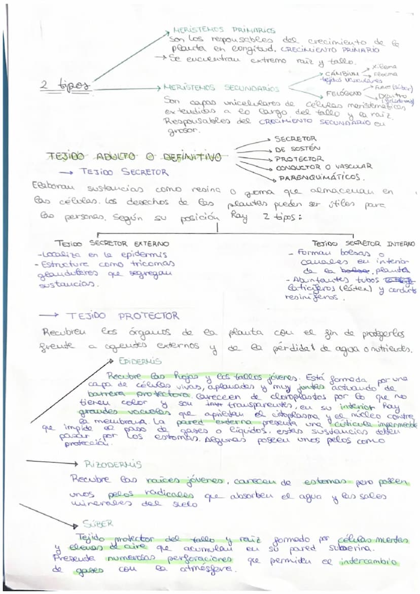 مسte
• Organismo eucariota unicelular → Todos sus actividades sociales sou
realizadas por una sola célula
C
→ El desarrollo
de uu
organismo 