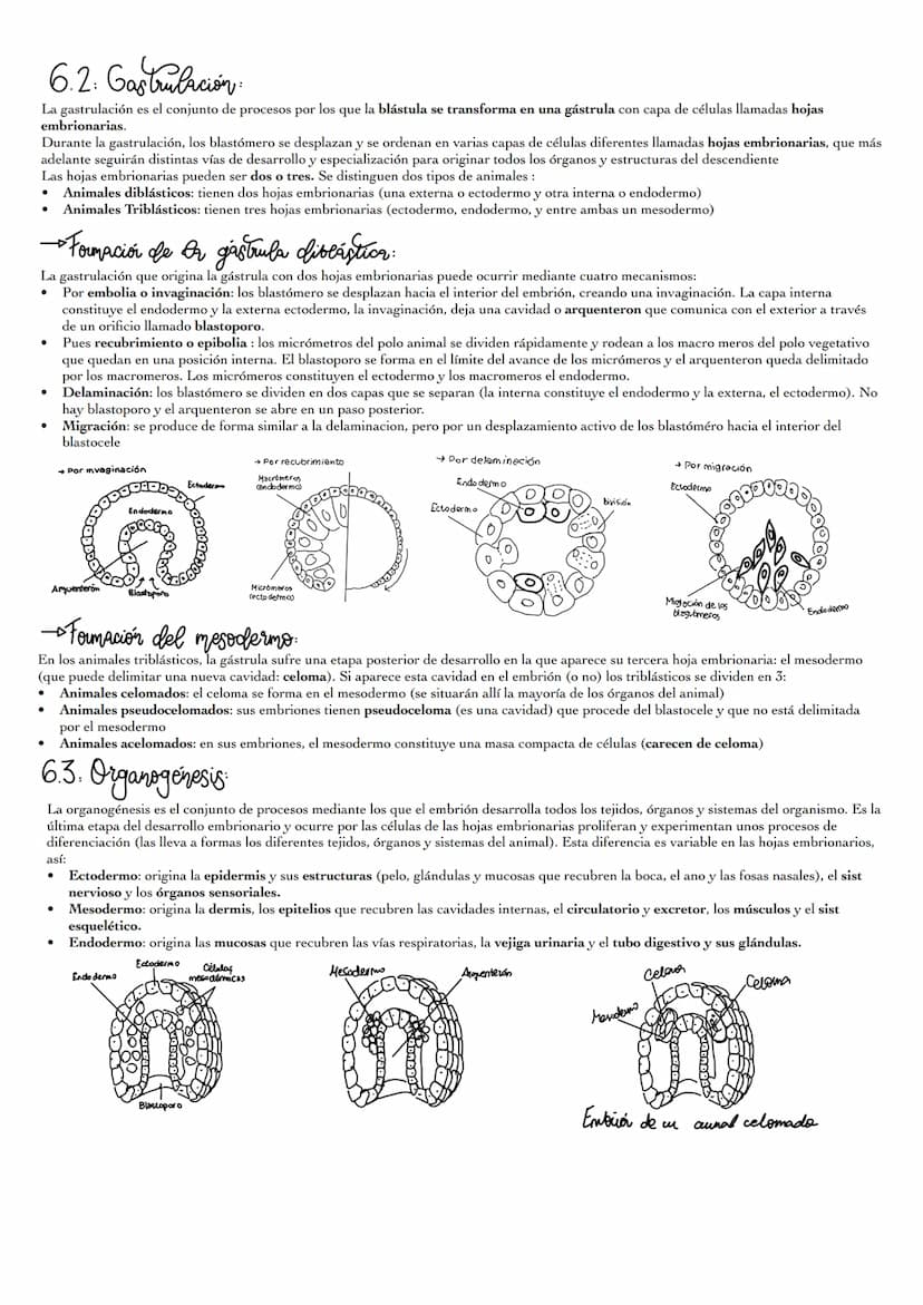1: Asi se
Mediante la reproducción, los animales generan descendientes (nuevos individuos semejantes a ellos). La reproducción no es impresc