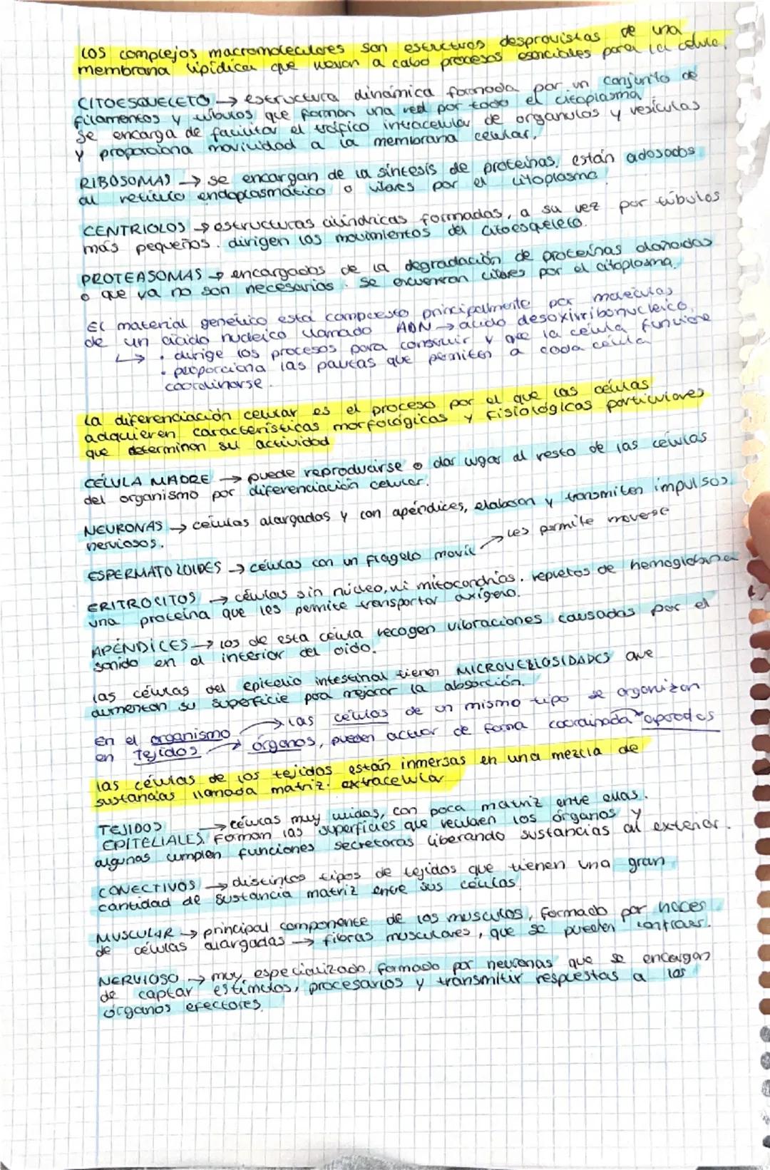 12
Explicamos
Galería
La química de la vida
Todos los seres vivos están constituidos por células, y estas, a su
vez, se componen de molécula