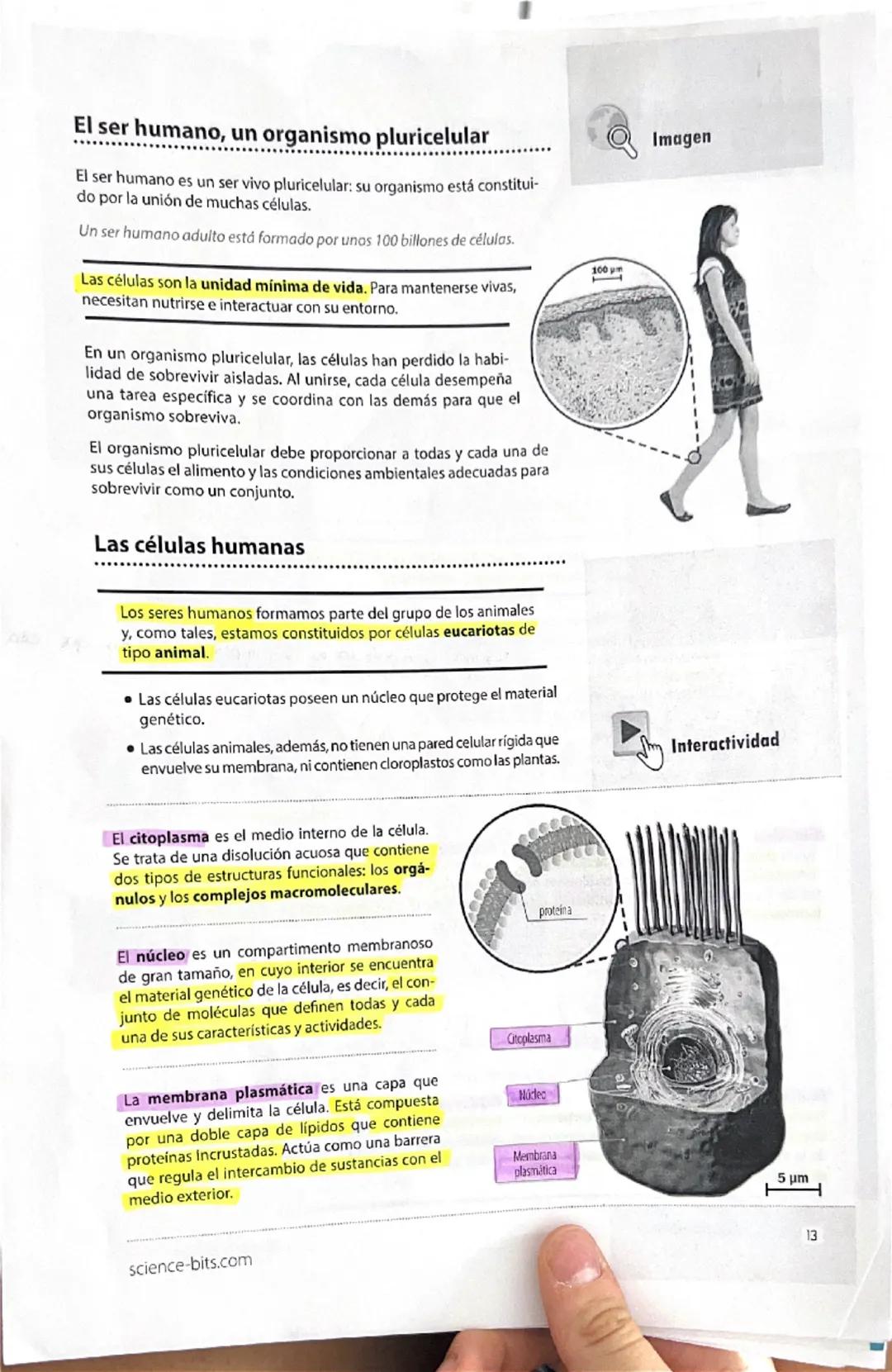 12
Explicamos
Galería
La química de la vida
Todos los seres vivos están constituidos por células, y estas, a su
vez, se componen de molécula