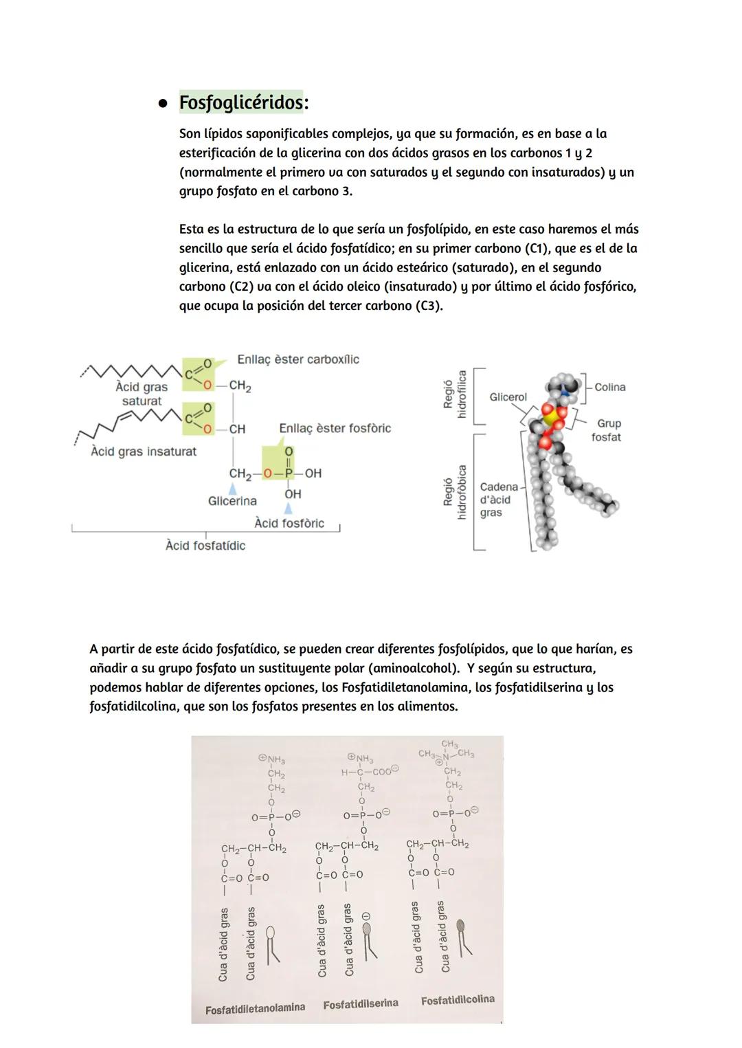 # Lípidos

## Características de los lípidos:

*   Propiedades de los lípidos:

Los lípidos son biomoléculas orgánicas, que están formadas p