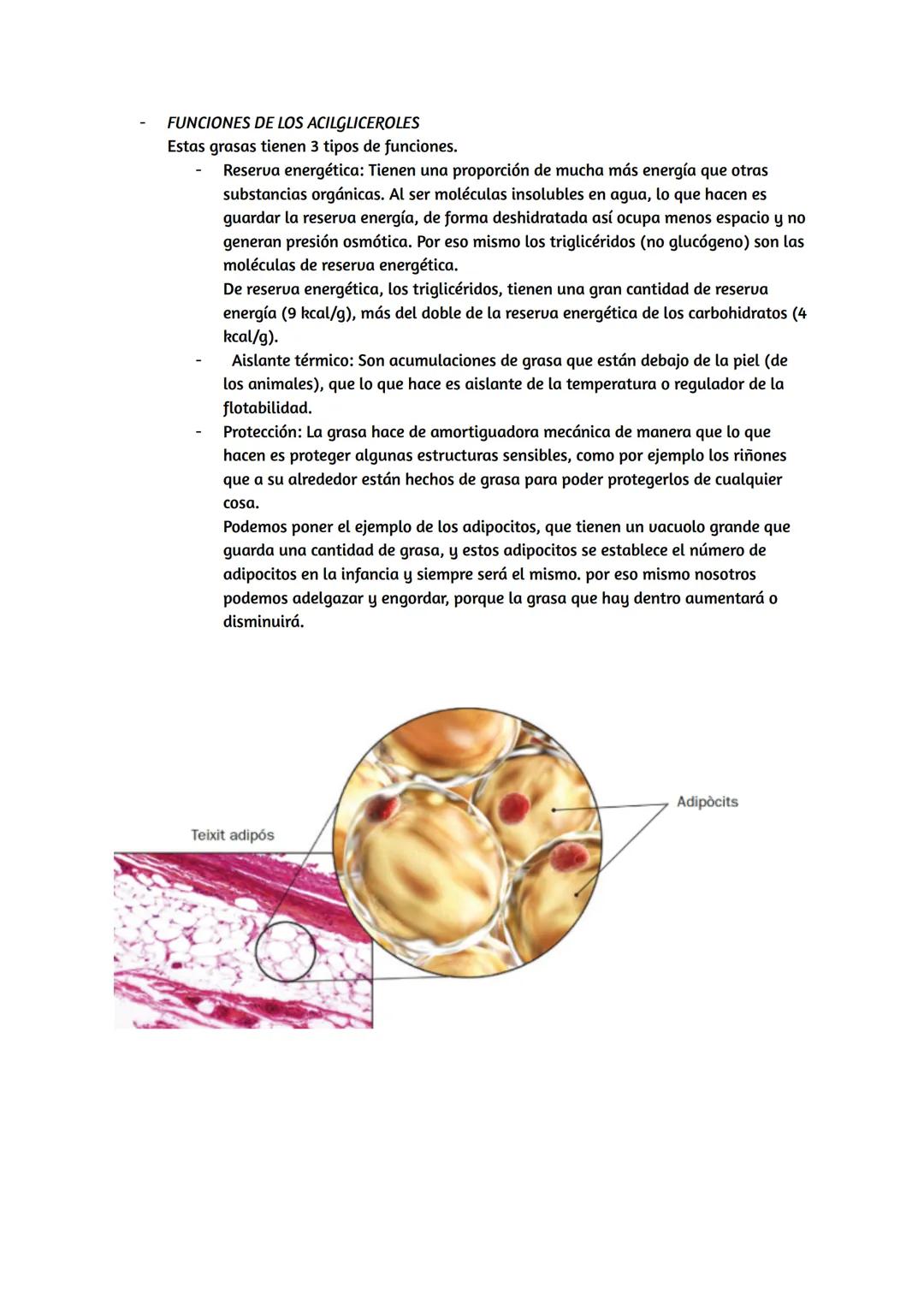 # Lípidos

## Características de los lípidos:

*   Propiedades de los lípidos:

Los lípidos son biomoléculas orgánicas, que están formadas p