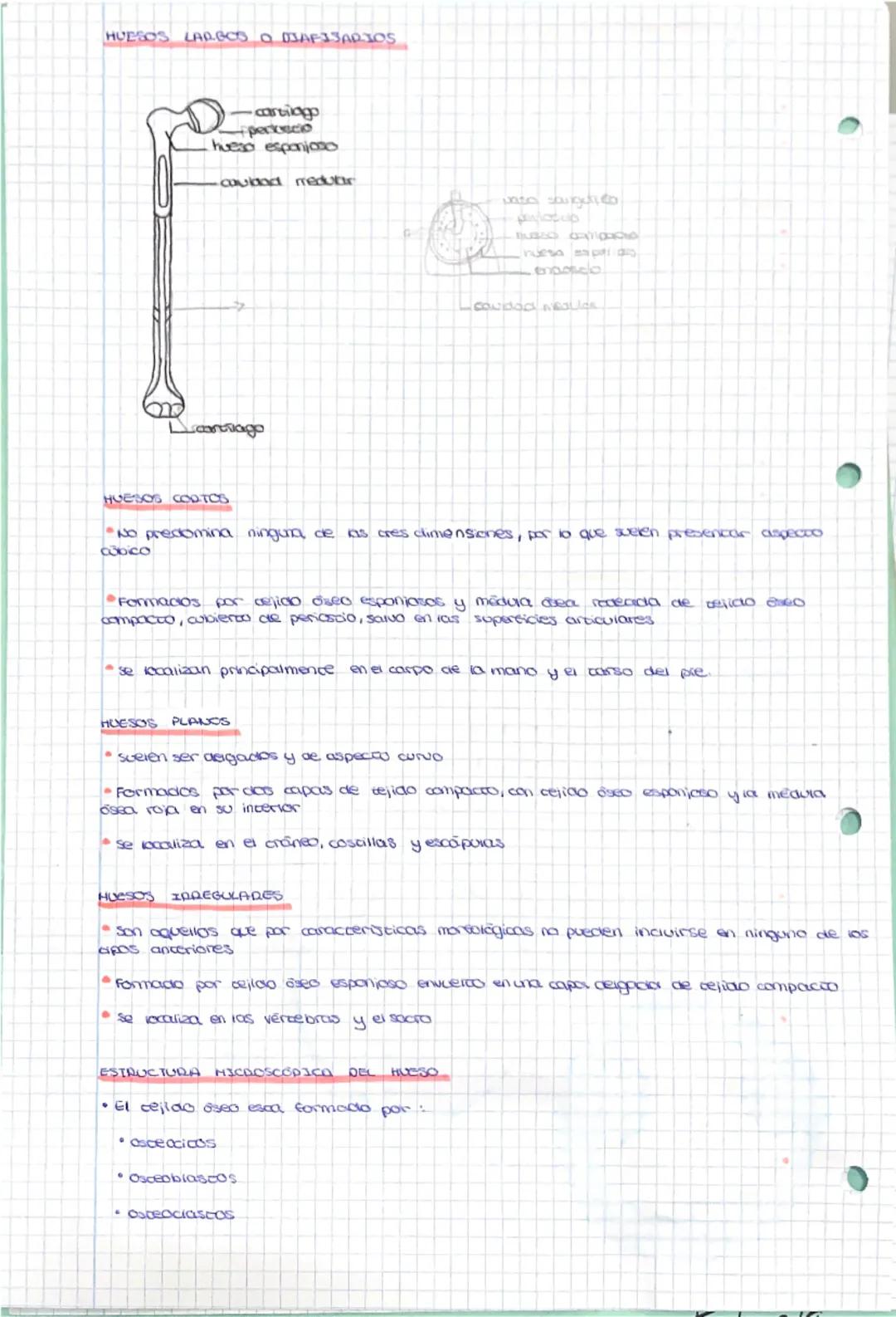 (8
SISTEMA ESQUÉTICO - MUSCLEAN RIESGOS POSTALES Y NECKNICA CORPORAL
ANATOMIA DEL SISTEMA ESQUELETICO - MUSCULAR
•Está compuesto de la unión