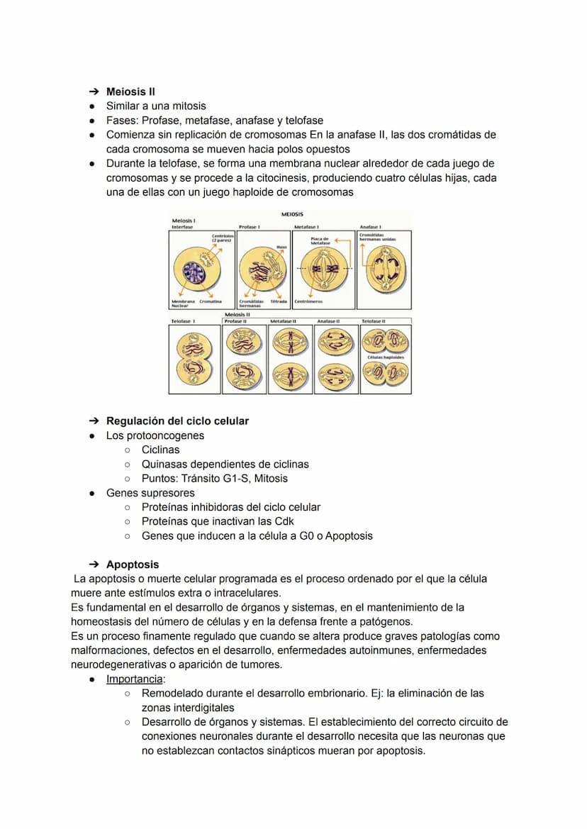 →
Teoría celular:
1. Todos los organismos vivos están formados por una o más células
2. Las células no se crean. Todas provienen de otra
His