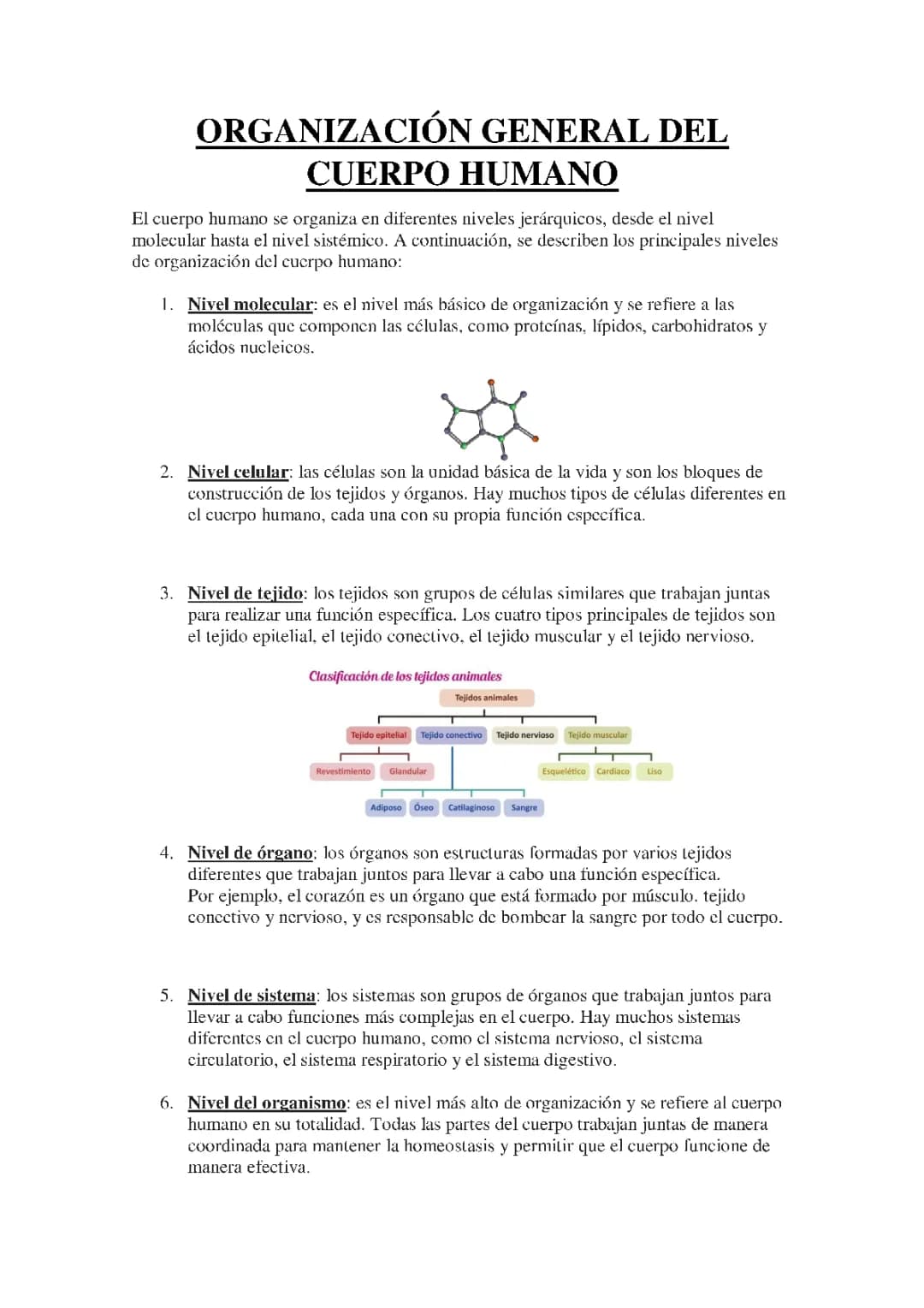 ORGANIZACIÓN GENERAL DEL CUERPO HUMANO