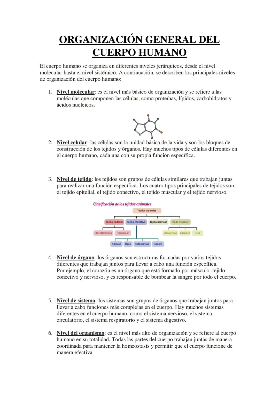 ORGANIZACIÓN GENERAL DEL
CUERPO HUMANO
El cuerpo humano se organiza en diferentes niveles jerárquicos, desde el nivel
molecular hasta el niv