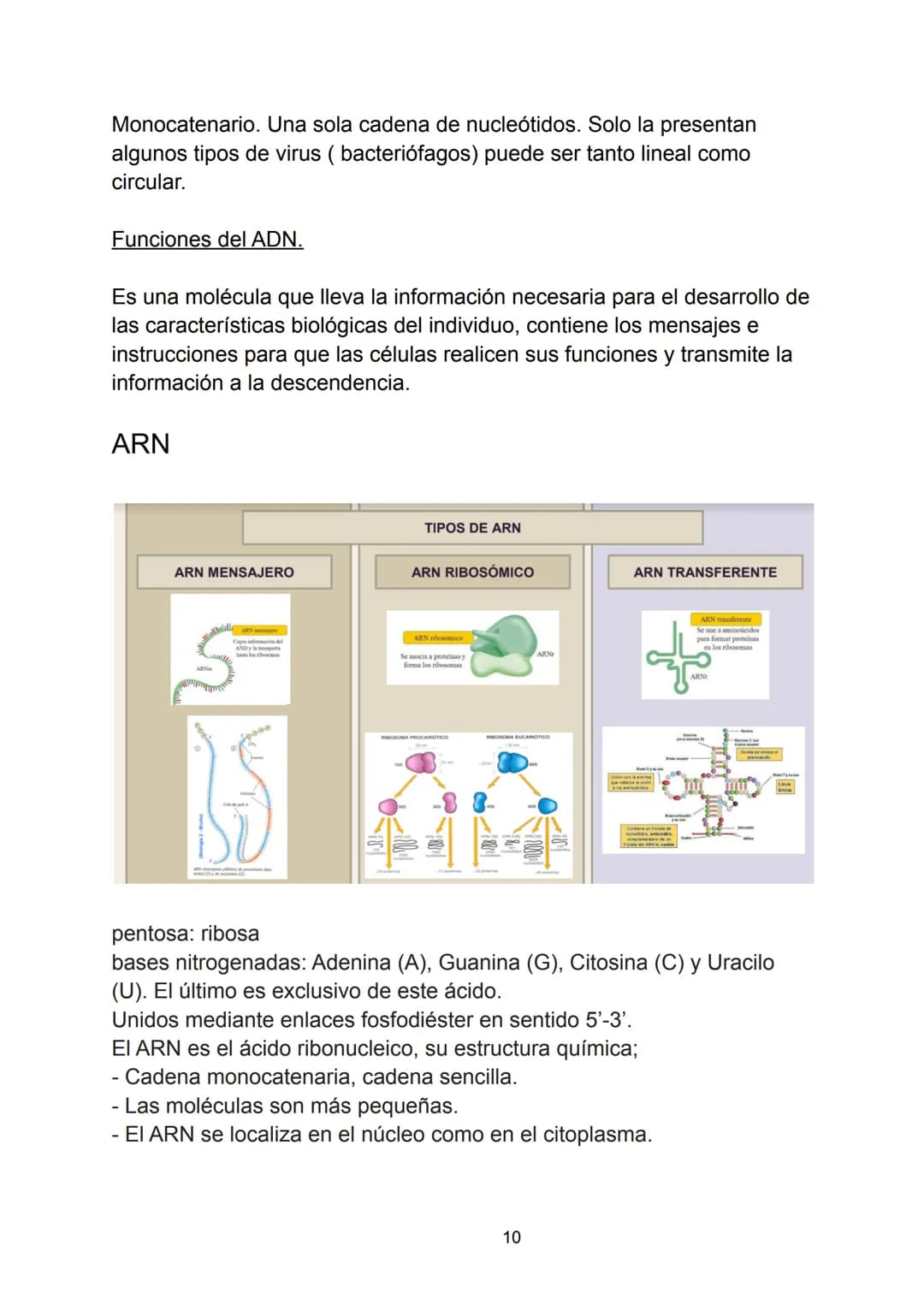 Ácidos nucleicos.
Indice.
-Ácidos nucleicos.
• Concepto.
-Nucleótidos.
• Formación del nucleósido.
• Formación del nucleótido.
• Enlace fosf