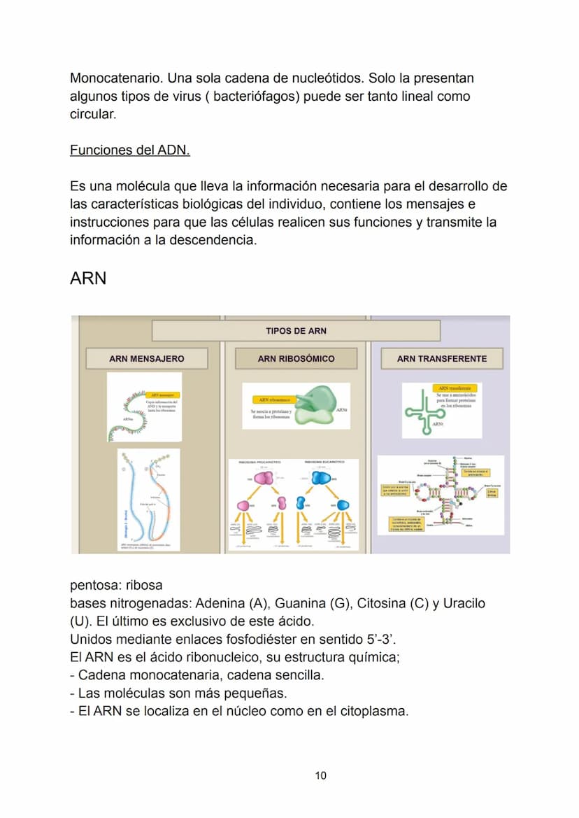 Ácidos nucleicos.
Indice.
-Ácidos nucleicos.
• Concepto.
-Nucleótidos.
• Formación del nucleósido.
• Formación del nucleótido.
• Enlace fosf