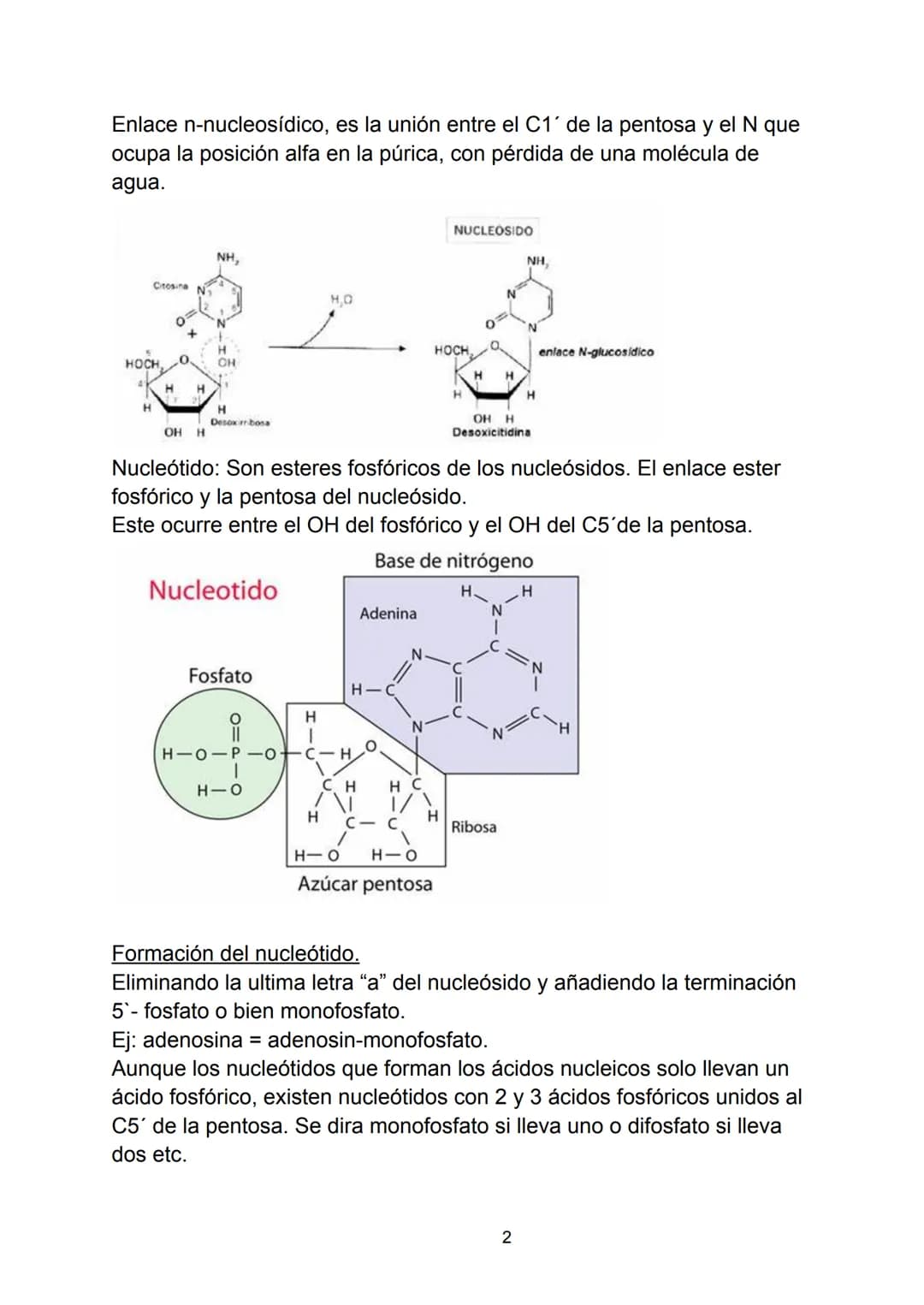 Ácidos nucleicos.
Indice.
-Ácidos nucleicos.
• Concepto.
-Nucleótidos.
• Formación del nucleósido.
• Formación del nucleótido.
• Enlace fosf