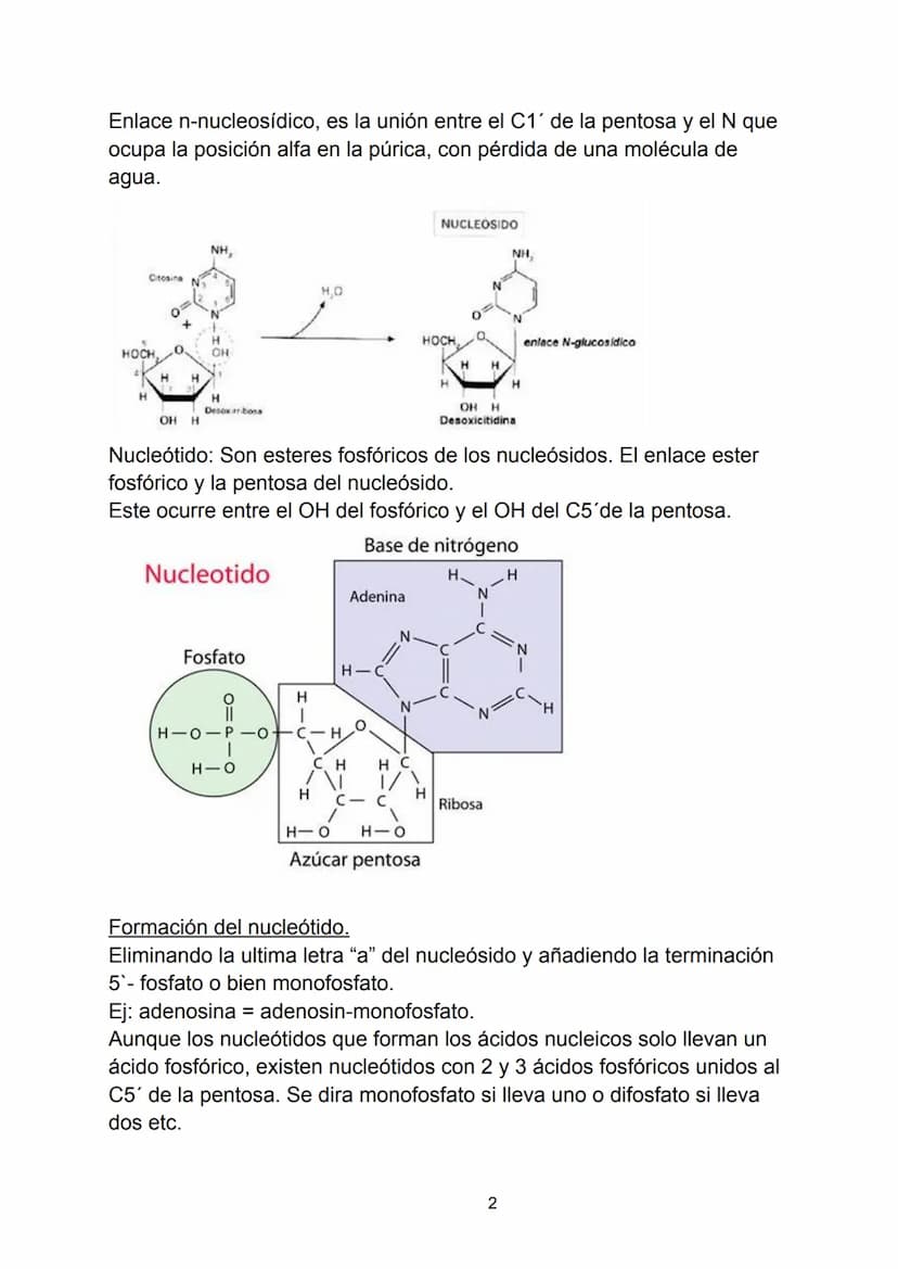 Ácidos nucleicos.
Indice.
-Ácidos nucleicos.
• Concepto.
-Nucleótidos.
• Formación del nucleósido.
• Formación del nucleótido.
• Enlace fosf
