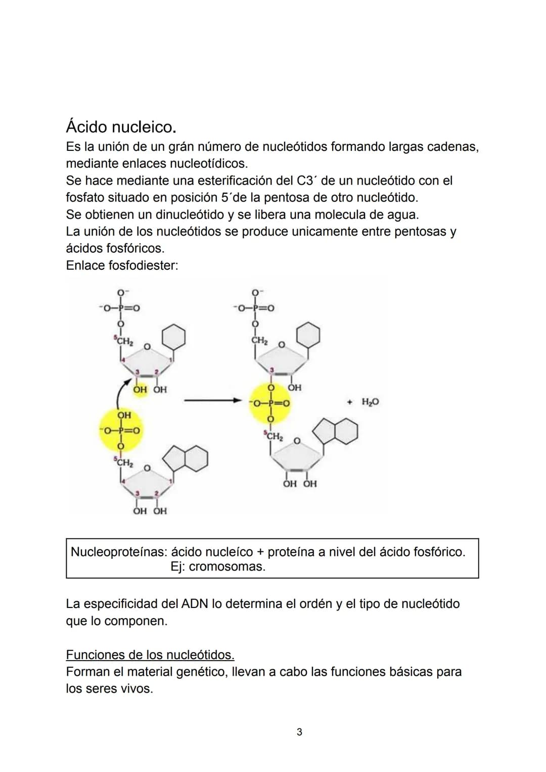 Ácidos nucleicos.
Indice.
-Ácidos nucleicos.
• Concepto.
-Nucleótidos.
• Formación del nucleósido.
• Formación del nucleótido.
• Enlace fosf