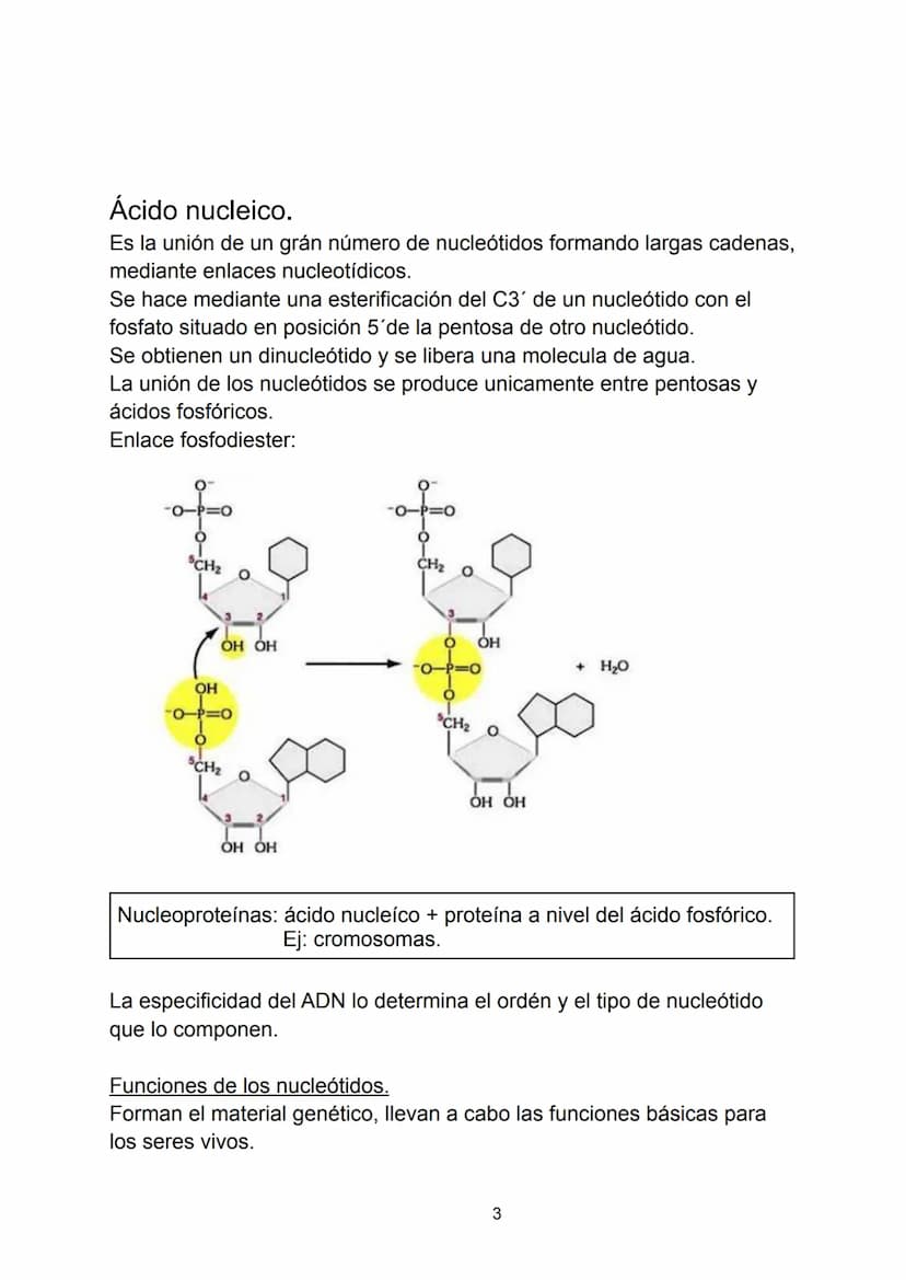 Ácidos nucleicos.
Indice.
-Ácidos nucleicos.
• Concepto.
-Nucleótidos.
• Formación del nucleósido.
• Formación del nucleótido.
• Enlace fosf