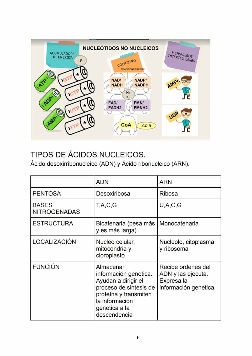 Ácidos nucleicos.
Indice.
-Ácidos nucleicos.
• Concepto.
-Nucleótidos.
• Formación del nucleósido.
• Formación del nucleótido.
• Enlace fosf