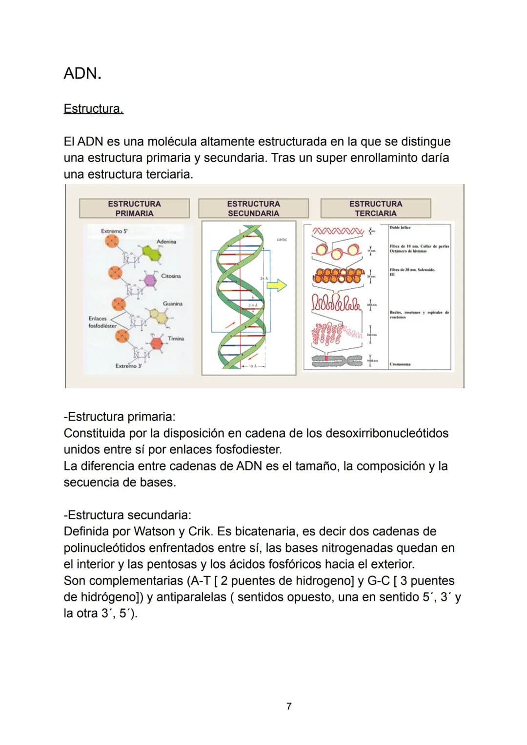 Ácidos nucleicos.
Indice.
-Ácidos nucleicos.
• Concepto.
-Nucleótidos.
• Formación del nucleósido.
• Formación del nucleótido.
• Enlace fosf