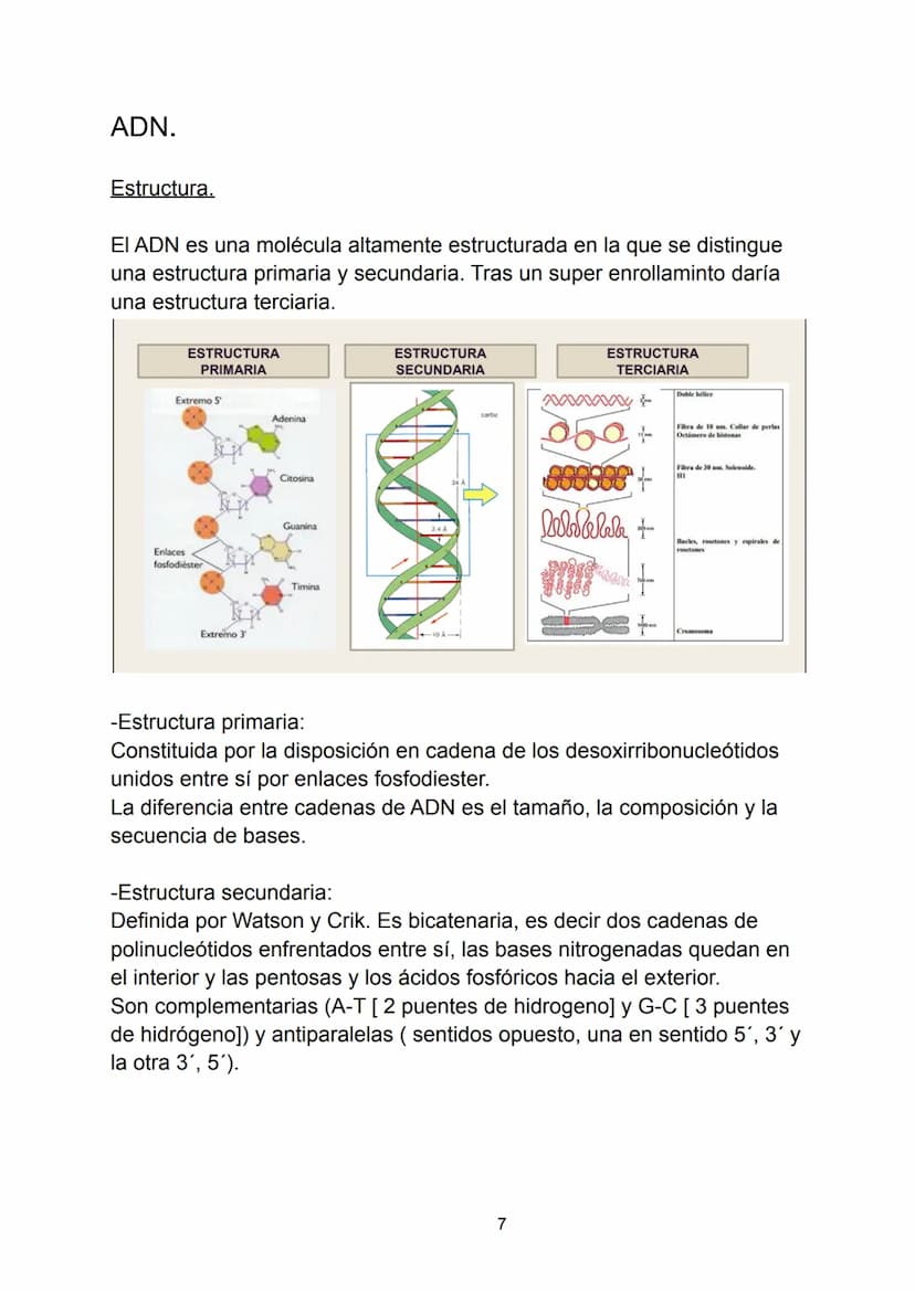 Ácidos nucleicos.
Indice.
-Ácidos nucleicos.
• Concepto.
-Nucleótidos.
• Formación del nucleósido.
• Formación del nucleótido.
• Enlace fosf