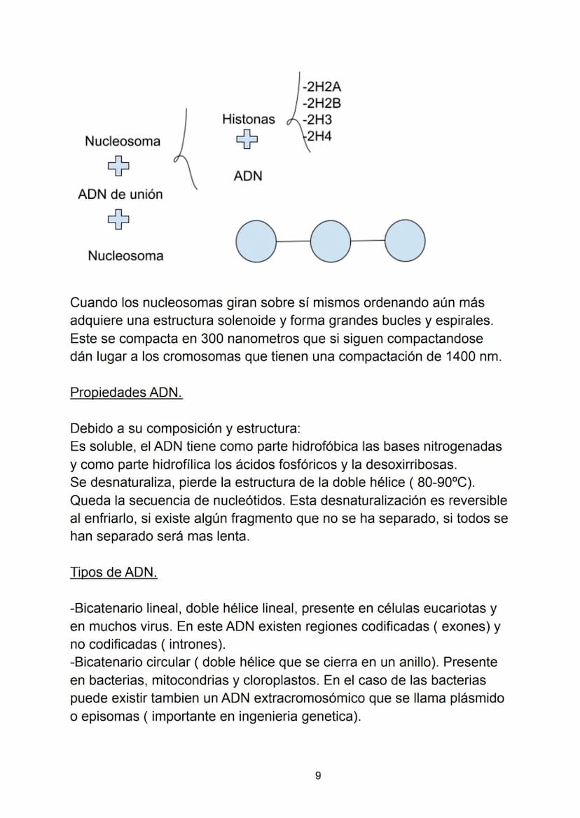 Ácidos nucleicos.
Indice.
-Ácidos nucleicos.
• Concepto.
-Nucleótidos.
• Formación del nucleósido.
• Formación del nucleótido.
• Enlace fosf