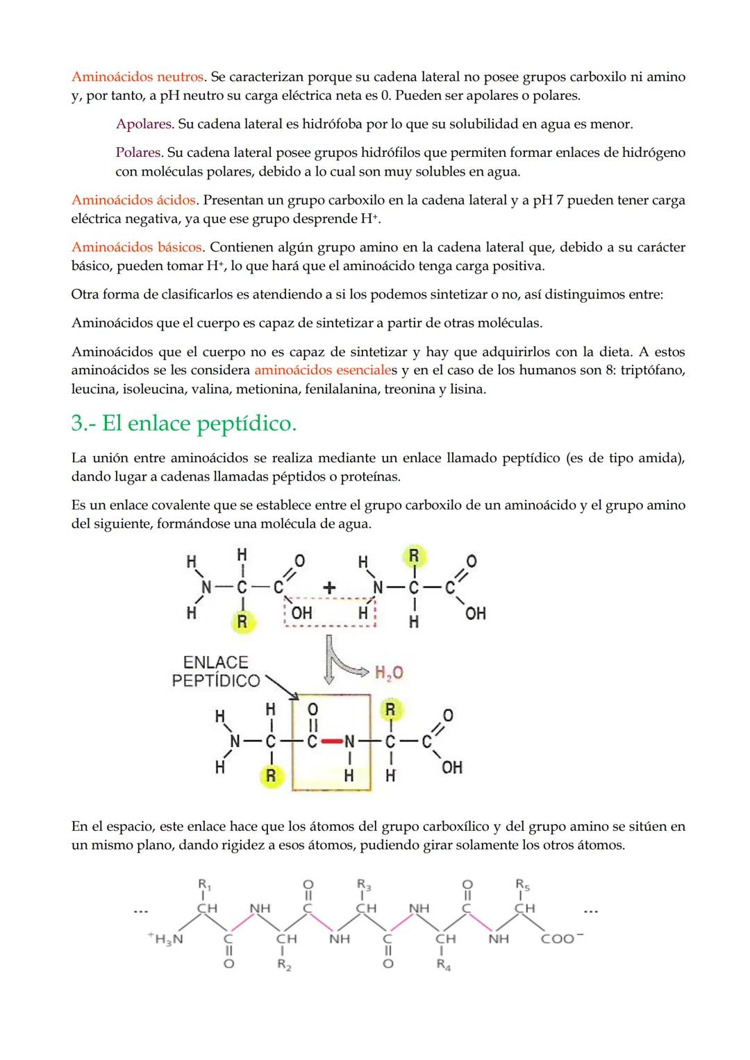 TEMA 9. Proteínas.

1.- Características generales de las proteínas.

2.- Los aminoácidos.

3.- El enlace peptídico.

4.- Estructura de las p
