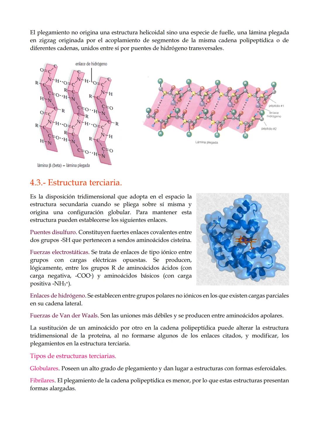 TEMA 9. Proteínas.

1.- Características generales de las proteínas.

2.- Los aminoácidos.

3.- El enlace peptídico.

4.- Estructura de las p