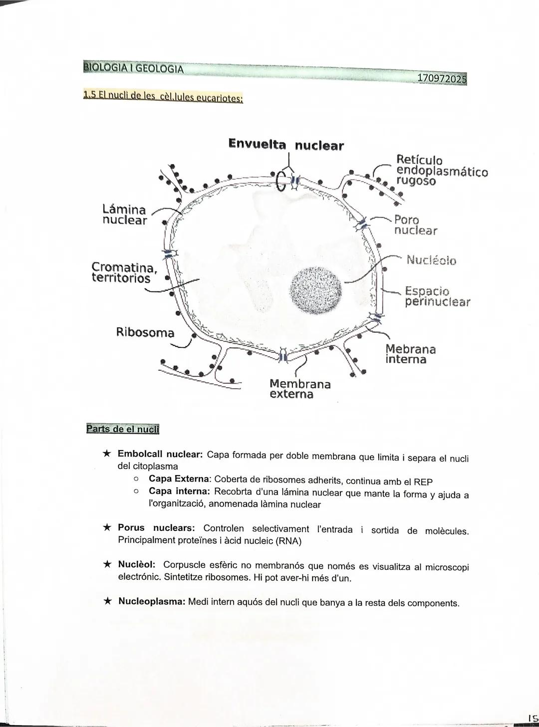 BIOLOGIA I GEOLOGIA

1.5 El nucli de les cèl.lules eucariotes:

Lámina
nuclear

Cromatina,
territorios

Ribosoma

170972025

Envuelta nuclea